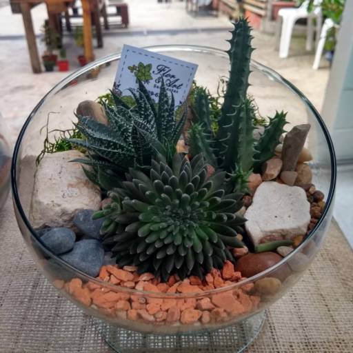 Comprar o produto de Terrário Taça em Vidro em Peças Decorativas pela empresa Flor & Art-Suculentas em Jundiaí, SP por Solutudo