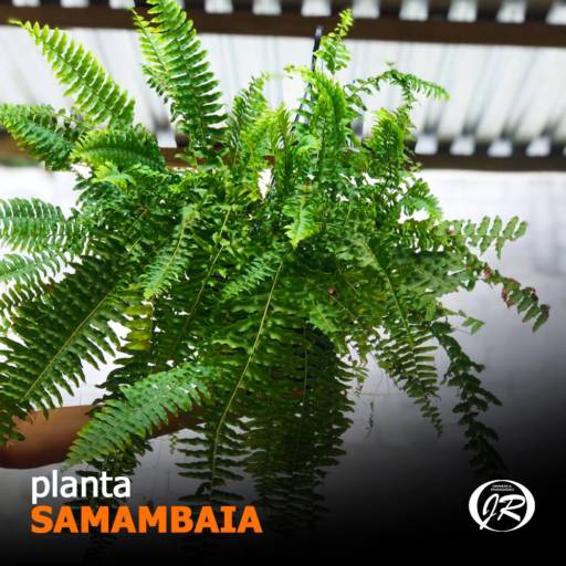 Planta Samambaia  em Americana, SP por JR Gramas & Paisagismo