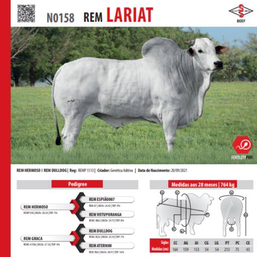 Touro Nelore Rem Lariat (N0158)