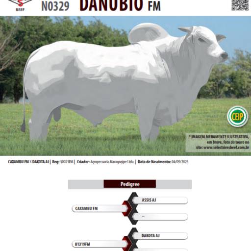 Touro Nelore Danúbio FM (N0329)