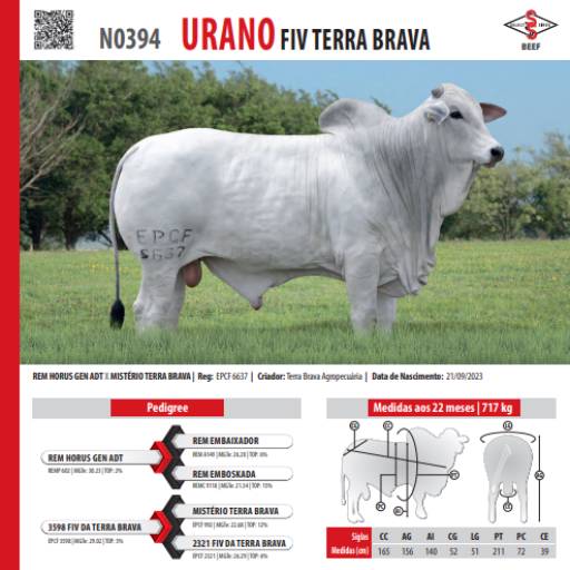 Touro Nelore Urano FIV Terra Brava (N0394)