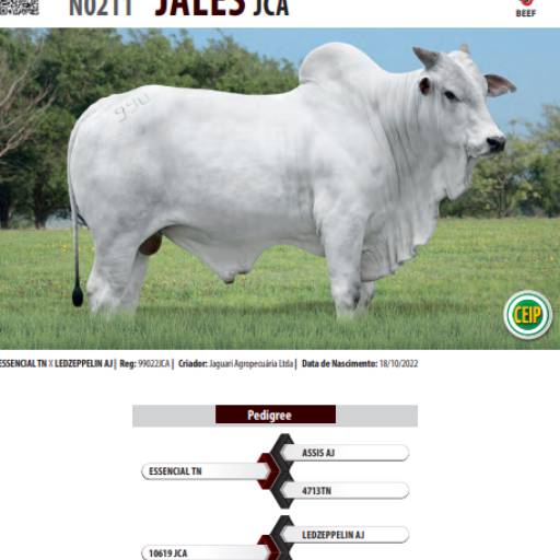 Touro Nelore Jales JCA (N0211)