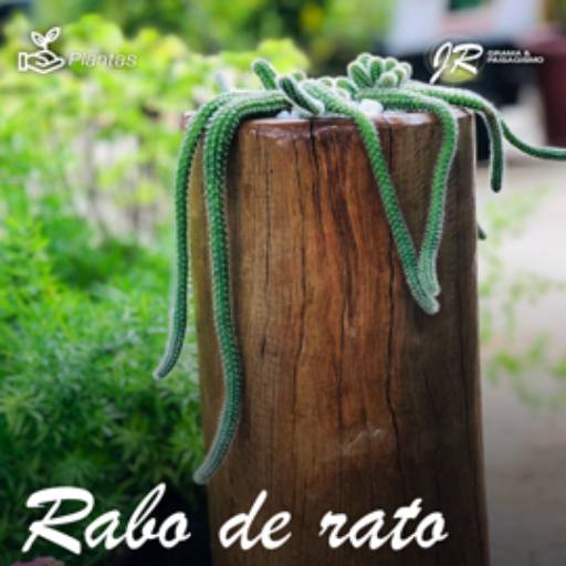 Planta Rabo de Rato