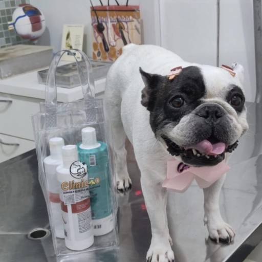 Planos de Estética Dermatológica em Três Lagoas – Pets