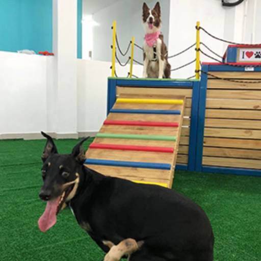Day Care para Animais em Americana 