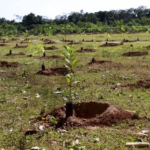 Recuperação de áreas degradadas por Verde Nobre