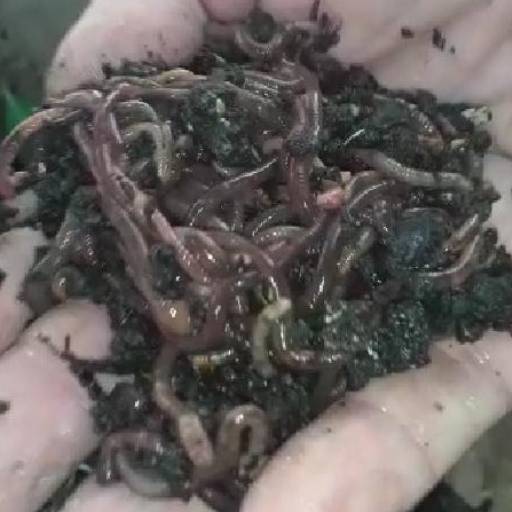 húmus de minhoca em Aracaju, SE por Yaci Biofertilizantes