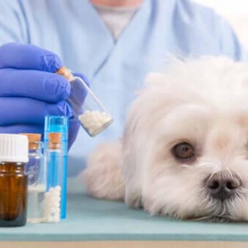 Remédios Veterinários por Agropecuária Lukan Casa de Ração, Pet Shop, Produtos Veterinários e Agrícolas