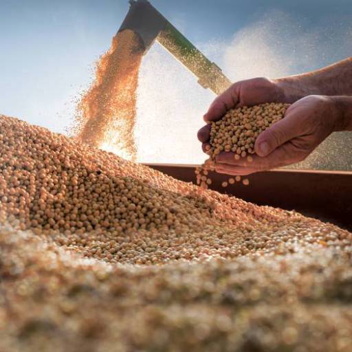 Semente de Brachiaria brizantha cv Xaraés (MG-5) – Pastagem de Alto Porte e Rendimento