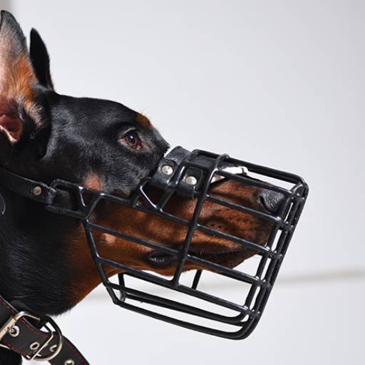 Focinheira por Agropecuária Lukan Casa de Ração, Pet Shop, Produtos Veterinários e Agrícolas