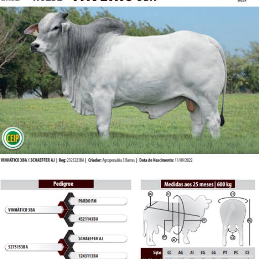 Touro Nelore Faveiro 3BA (N0232)