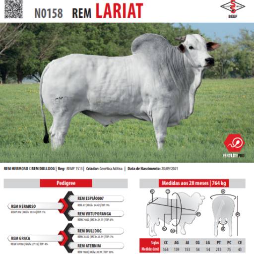 Touro Nelore Rem Lariat (N0158)
