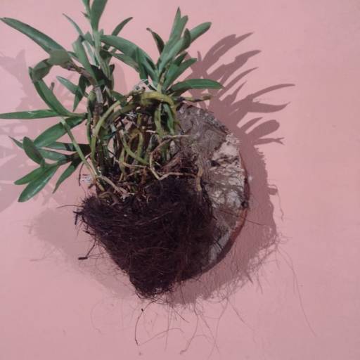 Produtos de madeira de demolição  em Botucatu, SP por 3 Verde Jardinagem