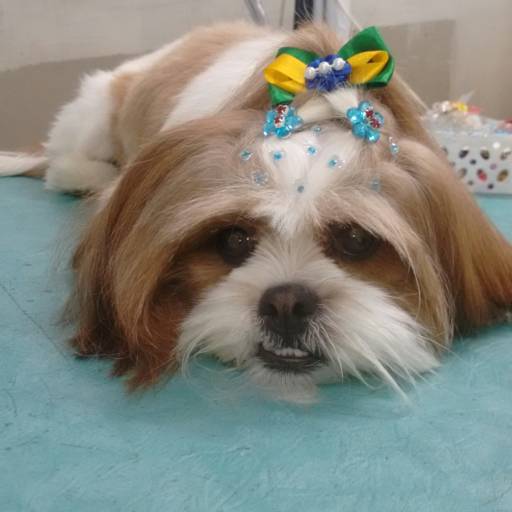Banho