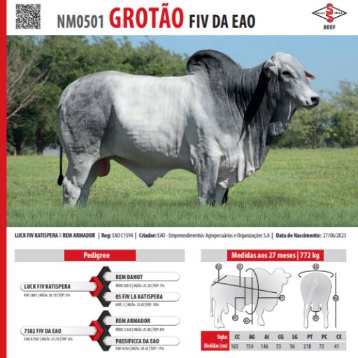 Touro Nelore Grotão FIV da EAO (NM0501)