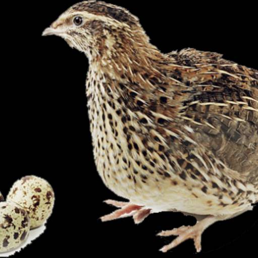 Ração Codorna BPC-2 5 kg em Bom Jesus dos Perdões, SP por Agropecuária Lukan Ração Codorna BPC-2 5 kg em Bom Jesus dos Perdões, SP por Agropecuária Lukan