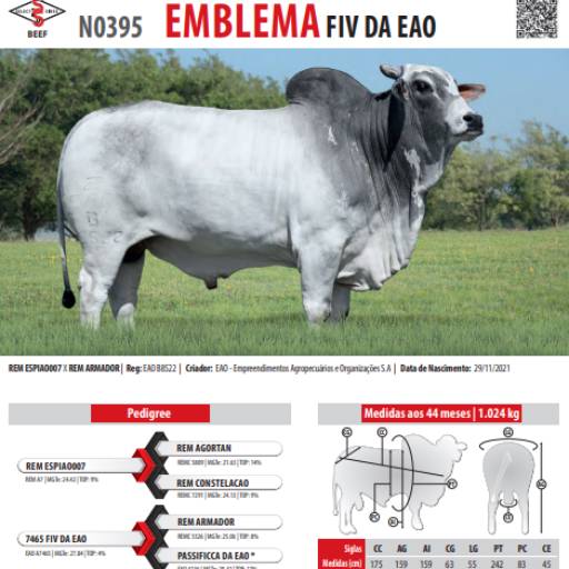 Touro Nelore Emblema FIV da EAO (N0395)
