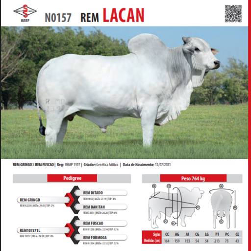 Touro Nelore Rem Lacan (N0157)