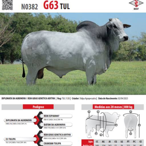 Touro Nelore G63 TUL (N0382)