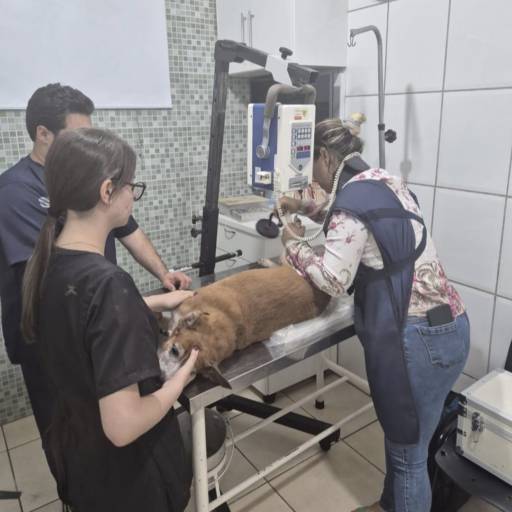 exame radiológico que elucida alterações em ossos, articulações  e tecidos moles