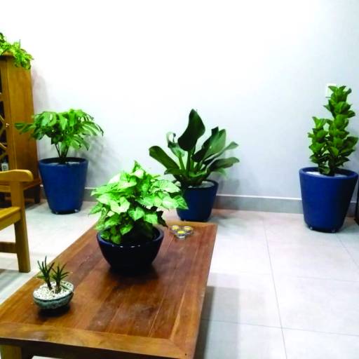 Vasos para Plantas em Bauru por Mais Verde Jardins