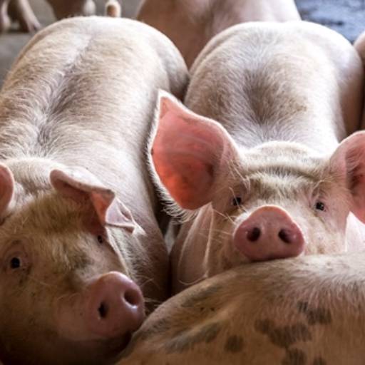 Ração Cevados Comum 40 KG em Bom Jesus dos Perdões, SP por Agropecuária Lukan