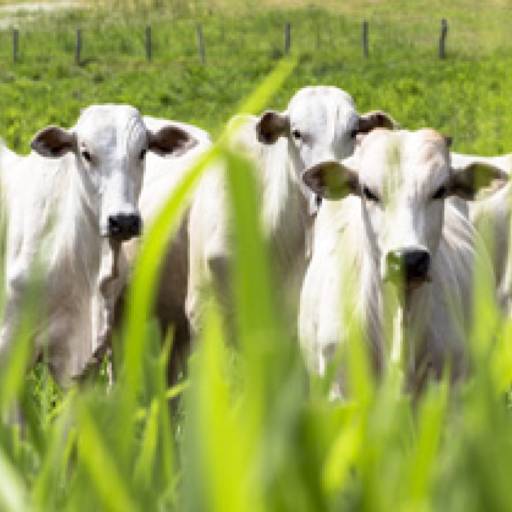 Totalfos engorda 45 - 30 kg em Bom Jesus dos Perdões, SP por Agropecuária Lukan