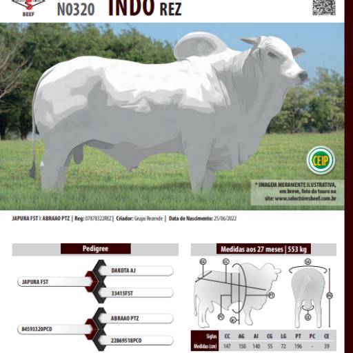 Touro Nelore Indo REZ (N0320)