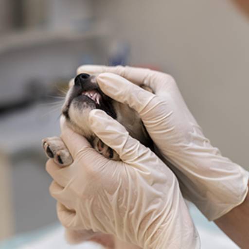 Odontologia Veterinária em Americana  em Americana, SP por Cantinho do Mascote - Clínica Veterinária 24 horas 