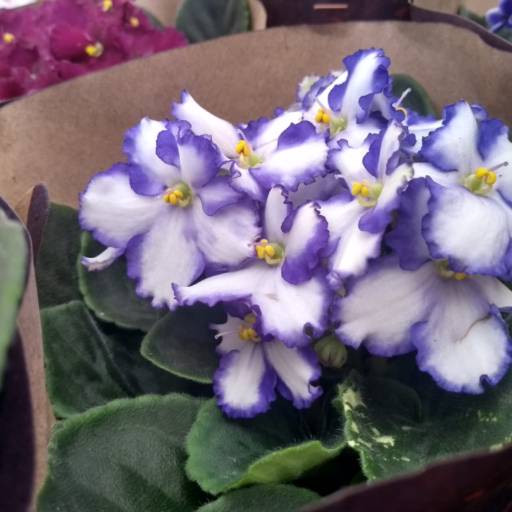 Violeta em Botucatu, SP por Botucatu Garden