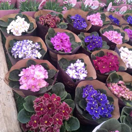 Comprar o produto de Violeta em Floriculturas pela empresa Botucatu Garden em Botucatu, SP por Solutudo