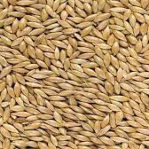 Alpiste por Agropecuária Lukan Casa de Ração, Pet Shop, Produtos Veterinários e Agrícolas