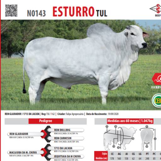 Touro Nelore Esturro TUL (N0143)