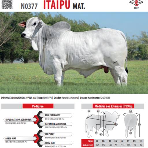 Touro Nelore Itaipu Mat. (N0377)