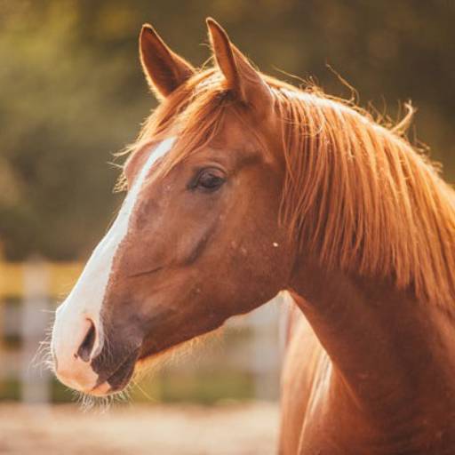 Comprar o produto de Ração Cavalo Farelo CAAT MIX em Cavalos pela empresa Agropecuária Lukan Casa de Ração, Pet Shop, Produtos Veterinários e Agrícolas em Bom Jesus dos Perdões, SP por Solutudo