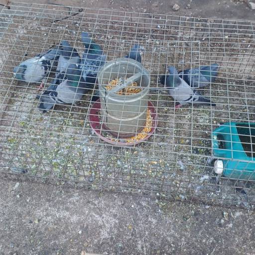 Controle de pombos em Laranjal Paulista – Segurança e higiene