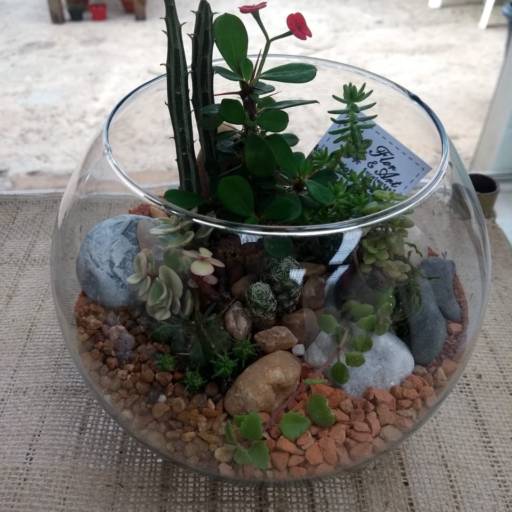 Comprar o produto de Terrário aquário em vidro em Peças Decorativas pela empresa Flor & Art-Suculentas em Jundiaí, SP por Solutudo