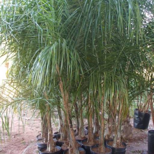 Palmeira Jeriva em Itapetininga, SP por Paraíso Jardim - Serviços de Paisagismo