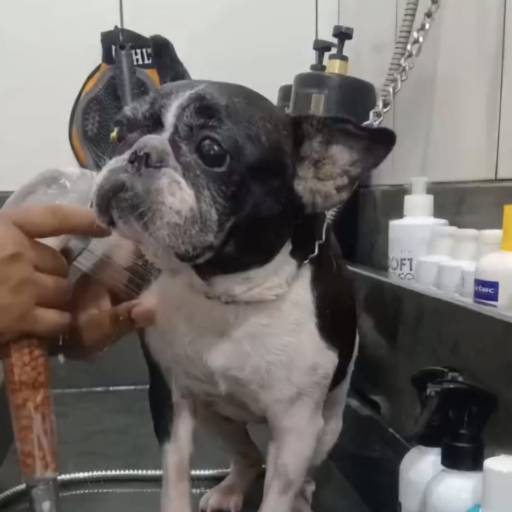  BANHO em cães e gatos de fim estético e terapêutico, para o cuidado das  alterações dermatológicas