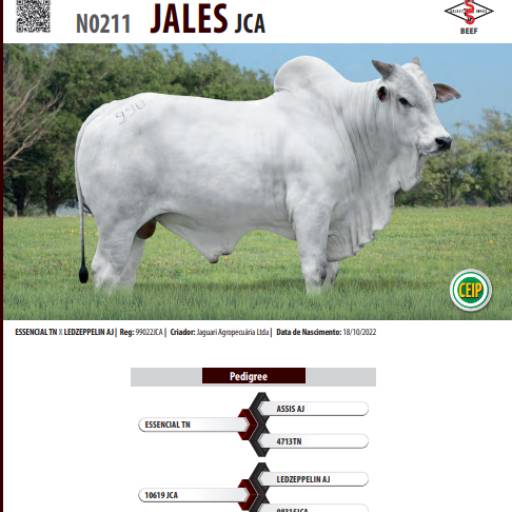 Touro Nelore Jales JCA (N0211)