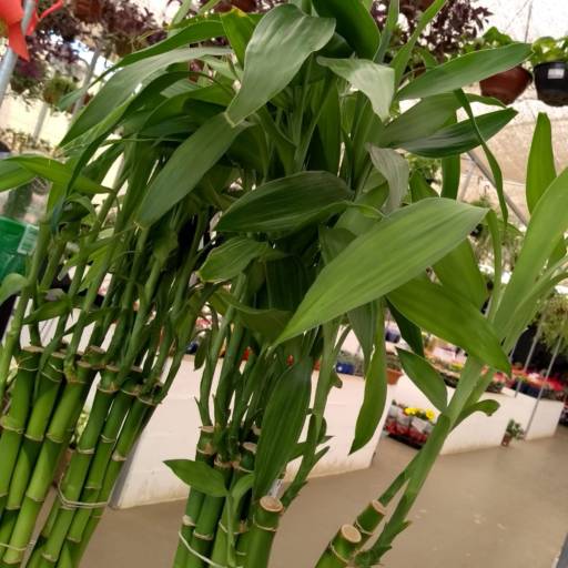 Bambu da Sorte por Botucatu Garden