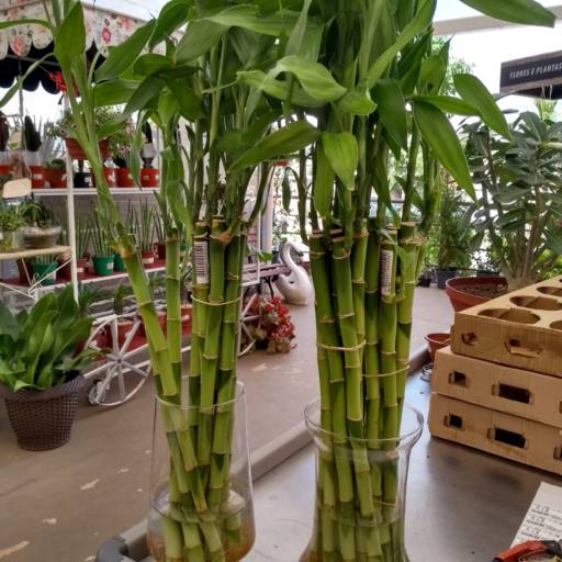 Bambu da Sorte por Botucatu Garden