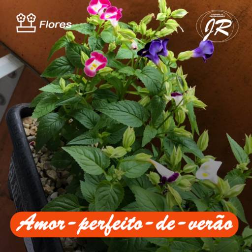 Planta Amor Perfeito de Verão em Americana, SP por JR Gramas & Paisagismo