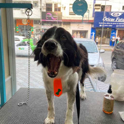 Banho e Tosa! – Pet Shop Rei Leão