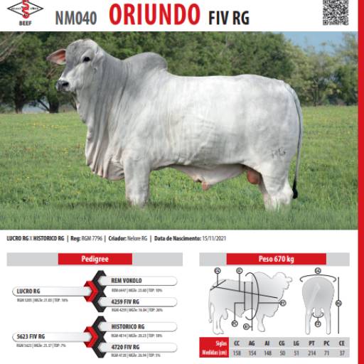 Touro Nelore Oriundo FIV RG (NM040)