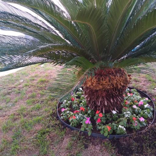 Plantio de todo tipo de plantas e gramas  em Botucatu, SP por 3 Verde Jardinagem