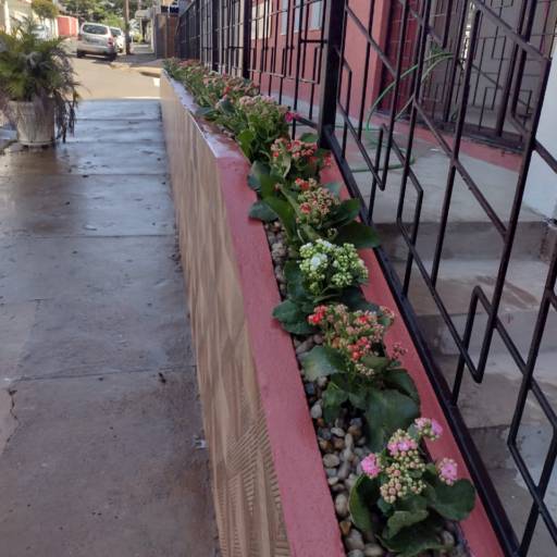 Plantio de todo tipo de plantas e gramas  em Botucatu, SP por 3 Verde Jardinagem
