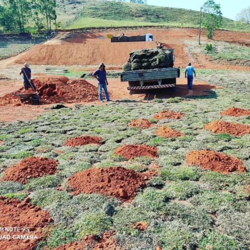 Plantio de todo tipo de plantas e gramas  em Botucatu, SP por 3 Verde Jardinagem