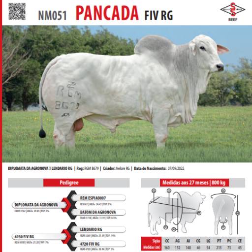 Touro Nelore Pancada FIV RG (NM051)
