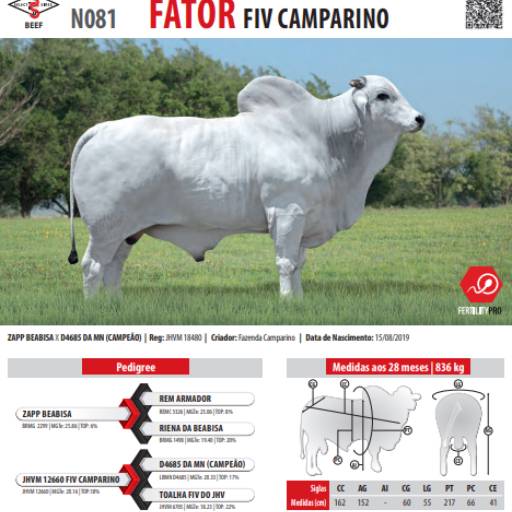Touro Nelore Fator FIV Camparino (081)